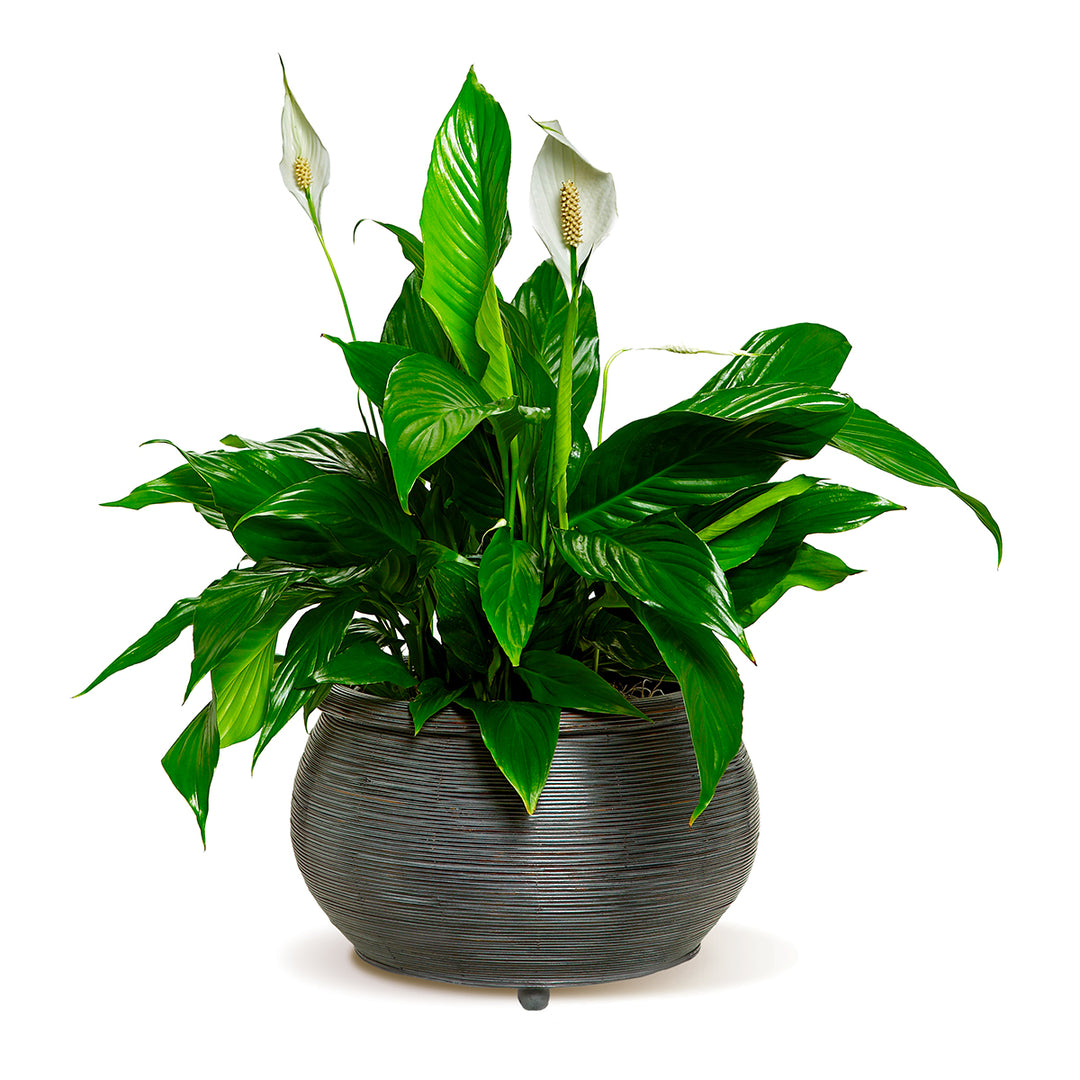 Peace Lily – QuickFlora Florist Software for Shopify Users